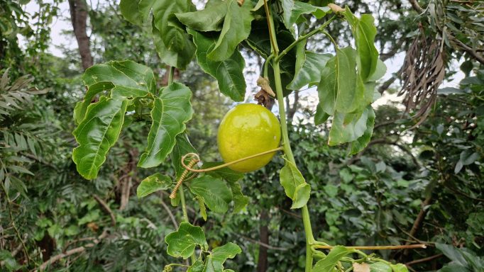 Our Passion Fruits