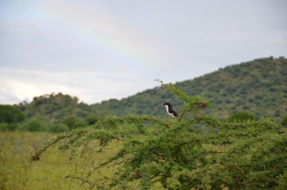 Kenyan boarder plains 2