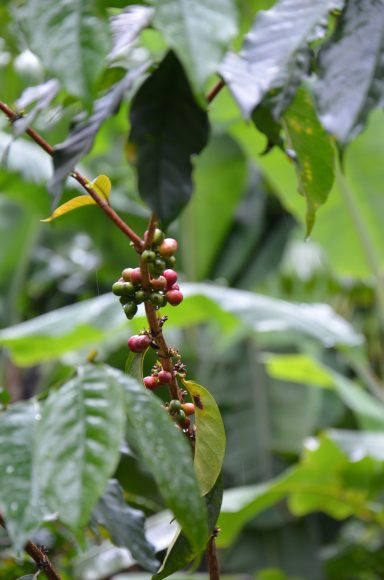 Our Coffee