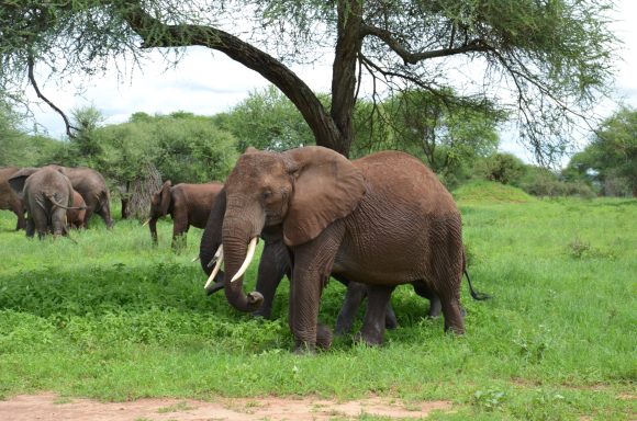 Tarangire Nationalpark 3