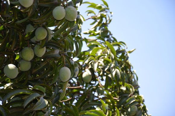 Our Mangos