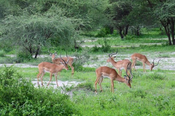 Tarangire Nationalpark 2