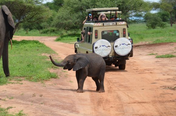 Tarangire Nationalpark