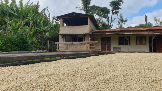 Amkeni coffee cooperative 2