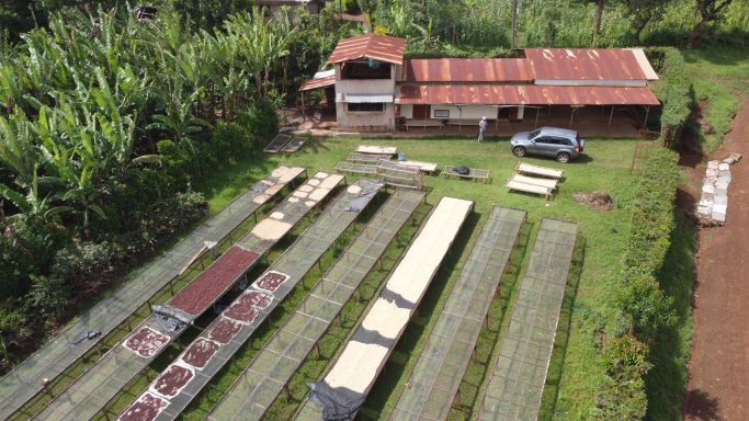 Amkeni coffee cooperative