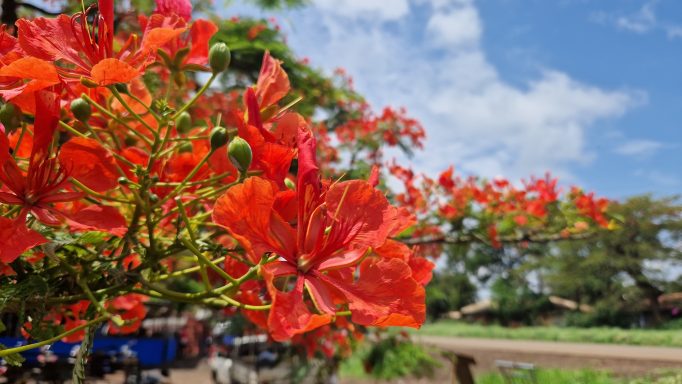 Flamboyant Tree