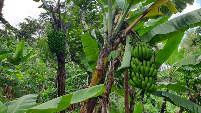Our Bananas